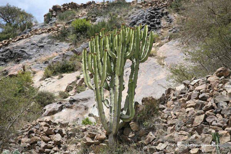 Cactus de type euphorbe
Mots-clés: Kahel cactus