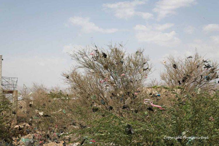 Arbuste OGM, le plasticus arbustus cretinus, ou arbre à sachets plastiques
Les fabricants et vendeurs de ces sacs en plastique sont devenues les plus grands pollueurs de la planète ! Enfin de la pollution visible ...
Mots-clés: Khokhah Tihama pollution