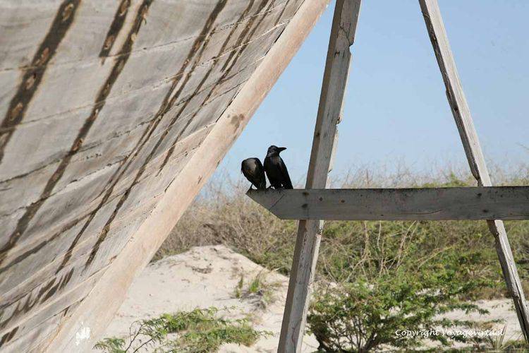 Corbeaux ou choucas ou corneilles
Merci de donner votre avis éclairé
Mots-clés: boutre Khokhah Tihama