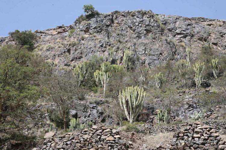 Euphorbe amak
Mots-clés: euphorbe amak