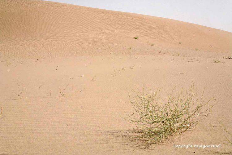 Poussée de vie végétale devant la dune du Rub Al Khali desert
Mots-clés: Rub-Al-Khali desert dune