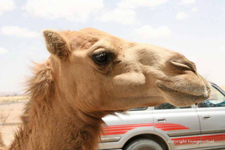 Qui gagnera ? dromadaire ou 4x4 ?
Mots-clés: dromadaire