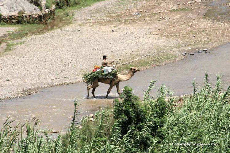 Le chamelier et son dromadaire dans le cours du wadi Shah'm
Mots-clés: wadi-Surdûd