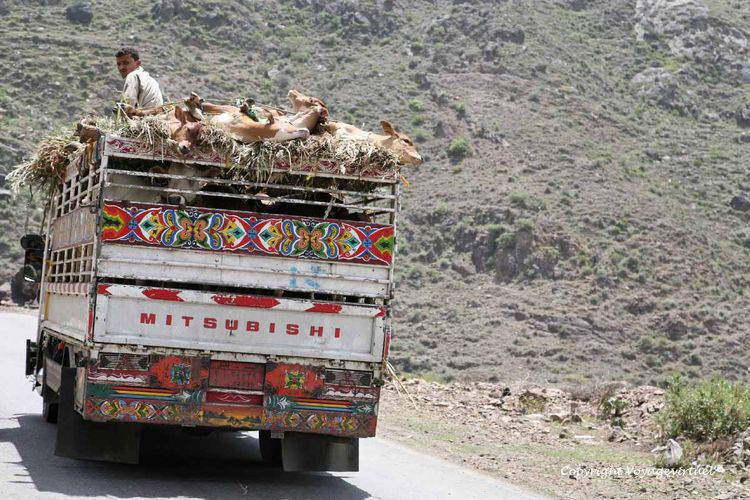 Transport de bétail en montant vers Manakha
Les conditions de transport sont très éloignées des normes européennes .....
