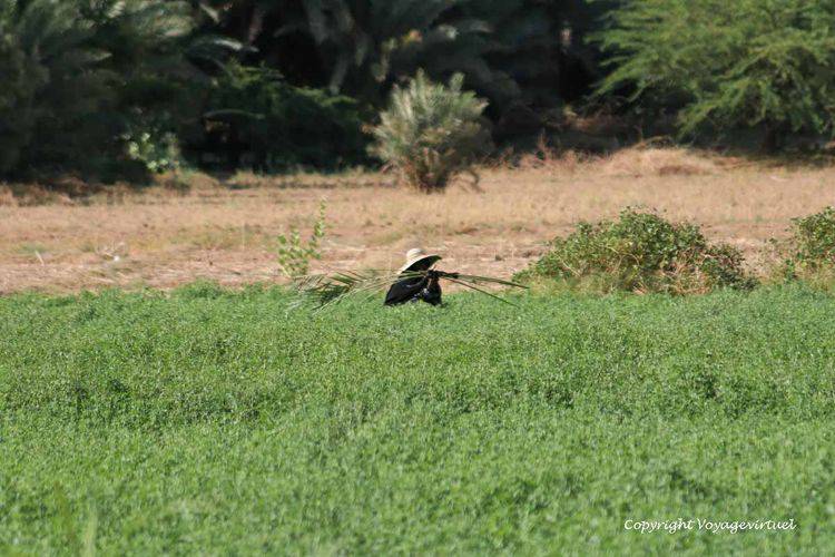 Cachée dans le vert
Mots-clés: Hadramaout