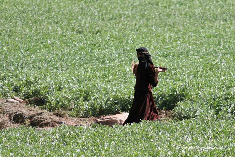 Dans le vert d'un champ aux environs de Shibam
Mots-clés: Shibam-du-nord femme