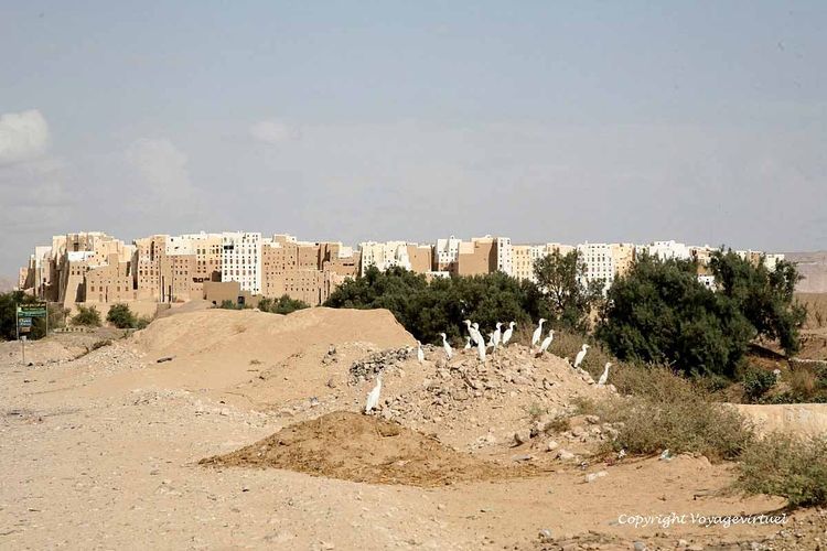 Aigrettes blanches rassemblées devant la ville
Mots-clés: Shibam-Hadramaout