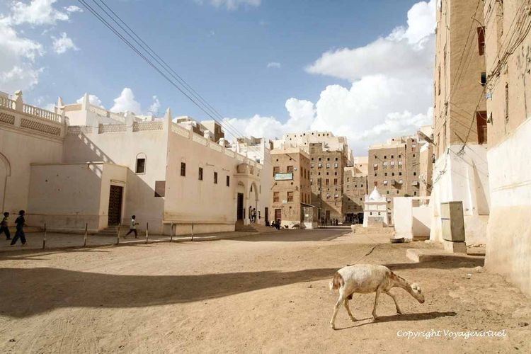 Mouton sur la place
Mots-clés: Shibam-Hadramaout