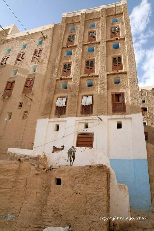 Chèvres de ville
Mots-clés: Shibam-Hadramaout
