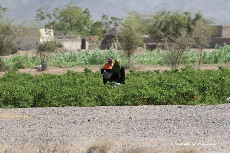 Cultures dans la province de Tihama
Mots-clés: Tihama