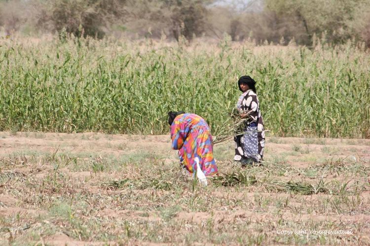 Mais dans le sud Tihama
Mots-clés: Tihama