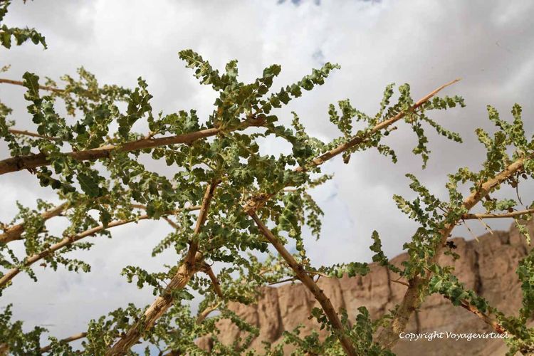 Dans le wadi pousse le célèbre arbre à encens
Mots-clés: arbre-à-encens wadi Do'an
