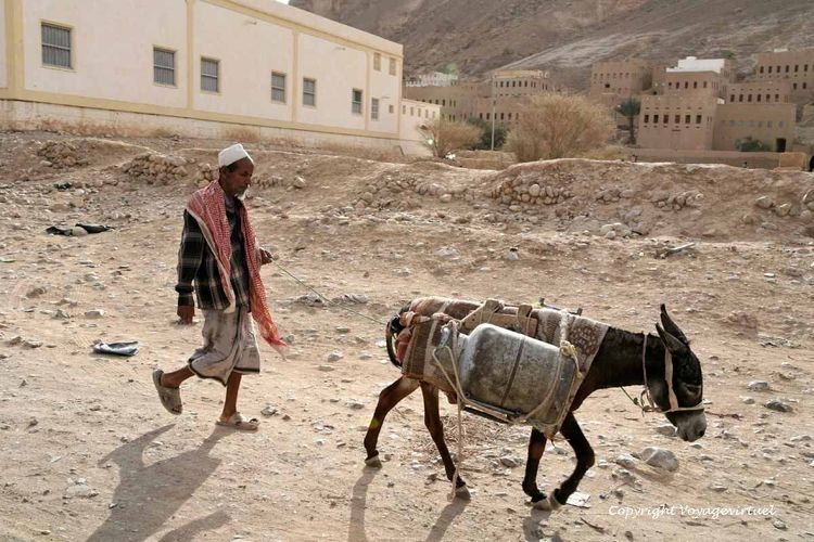 Derrière l'âne bâté transportant des bouteilles de gaz
Mots-clés: wadi-Doan âne