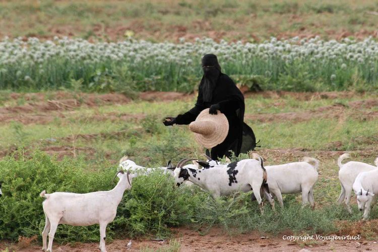 La femme à la pierre Hadramaout
Mots-clés: femme pierre Hadramout Hadramaout