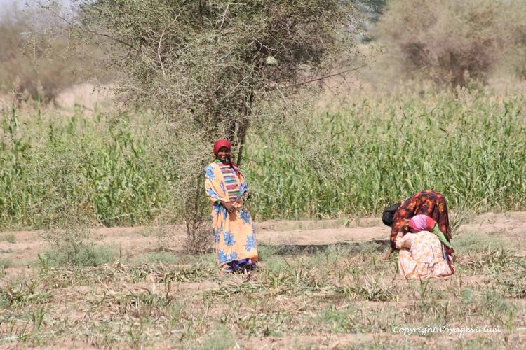 Sourire dans la Tihama
Mots-clés: Tihama sourire